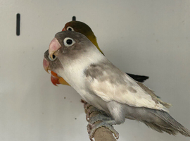 Stunning Various Baby Lovebirds
