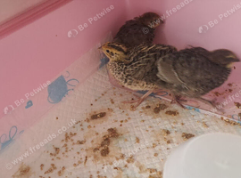Jumbo quail