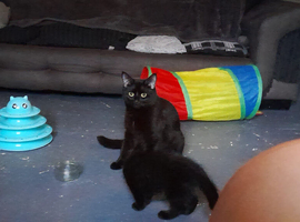 1 Kitten Mischievous little boy Left!