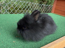 2  8 week old lionheads rabbits