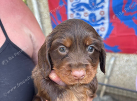 Sprocker puppies 7 puppies remaining