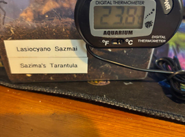 Sazima&rsquo;s Tarantula