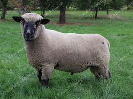 Hampshire Down Tup
