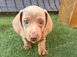 3 female minature dachshund puppies