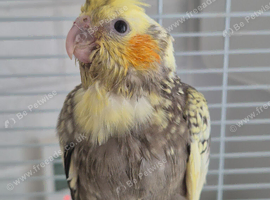 Handreared baby cockatiel