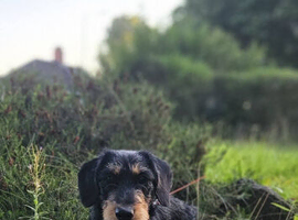 Dachshund x Bedlington terrier