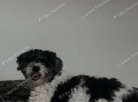 bichon x shit tzu