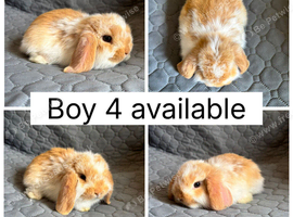 3 beautiful baby mini lops ready to reserve!