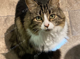 Iris - 13 year old long haired Tabby
