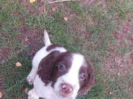 Beautiful English springer spaniels # last boy