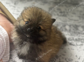 Beautiful Pomeranian puppies