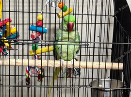 Baby alexandrine