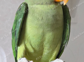 My parrot for sale with cage