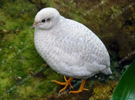 chineze painted quails wanted