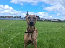 Whippet bull/grey