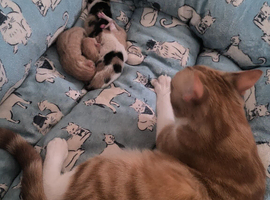 New litter in