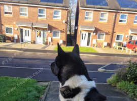 American Akita For Stud Big Beautiful Boy