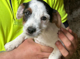 Jack Russell puppies ready for new homes