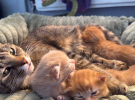 3 beautiful kittens
