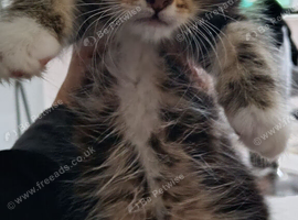 Mainecoon x bengal