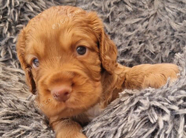 Stunning litter of working cocker spaniels *2 red boys now sold