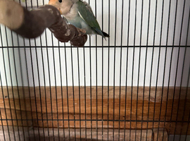 Baby peachfaced lovebird