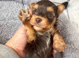 Yorkshire terrier biewer chocolate/ chocolate & tan