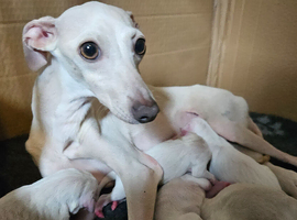 KC Registered Italian Greyhound Puppies