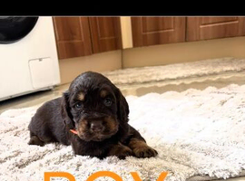 Cocker spaniel puppies