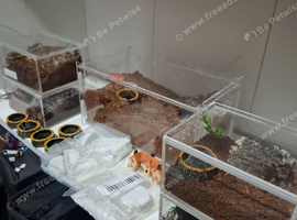Tarantula bundle slings
