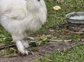 Six Pure White Silkie large fowl Eggs