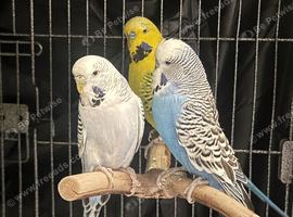 2 male budgies for sale