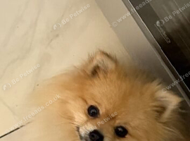 Lovely Louie