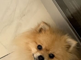 Gorgeous cream boy Louie