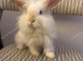 Female Teddywidder Rabbit Looking for a Good Home
