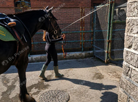 Yard helper/looking after horses!