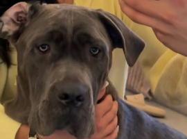 Cane corso puppies
