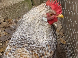 Cream Legbar  Cocks Young Chickens Blue Egg