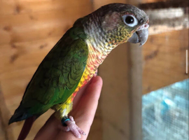 Handtame Pineapple Conure
