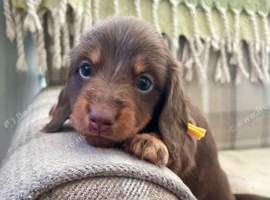 Kennel Club registered small Miniature Dachshund puppies