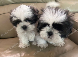 Shih tzu litter of puppies