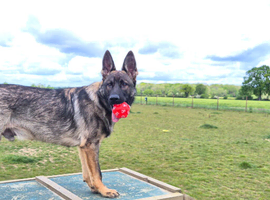 Straight  back German Shepherd