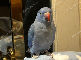 Hiya I'm looking to rehome
