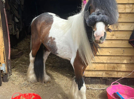 Stunning cob colt