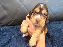 STUNNING KC REGISTERED COCKER SPANIEL PUPPIES