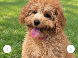 One Male Extensively health Tested Cavapoos Therapy/Support dogs