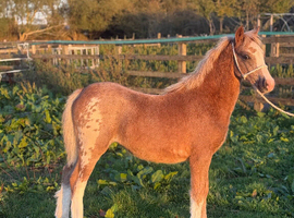 Registered welsh a filly foal