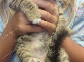 6 small kittens