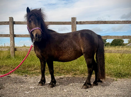 Pretty Miniature Shetland mare 4yo 33&rdquo;