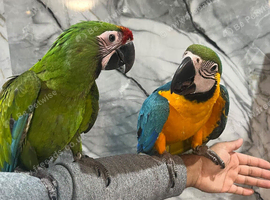 Friendly Baby HandReared Super Tame Cuddly Macaw Parrot,